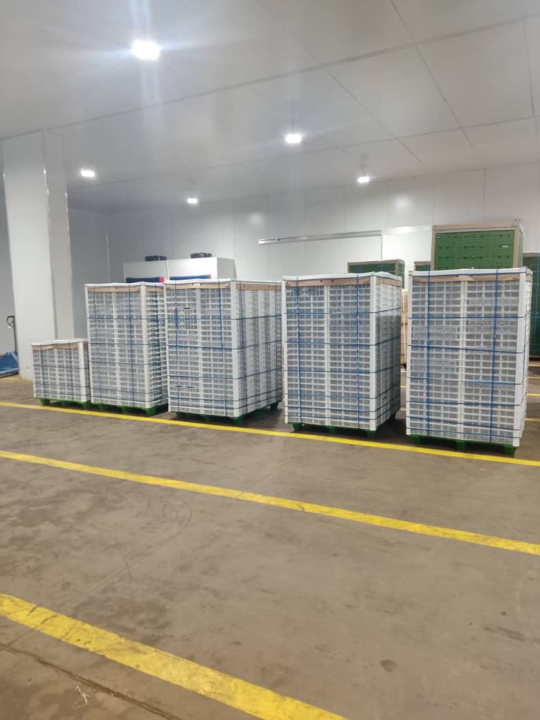 Pre-cooled pallets staged in a temperature-controlled facility ready for dispatch