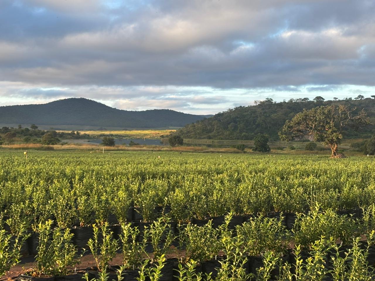 Blueberry fields at Jakana partner farm with Zimbabwe highlands in the distance