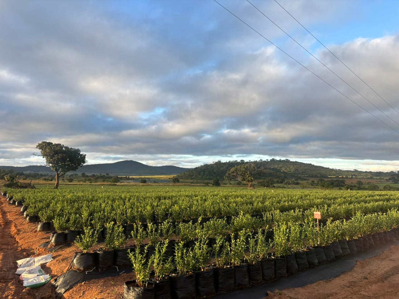 Mature blueberry plants in grow bags at a Zimbabwe partner farm