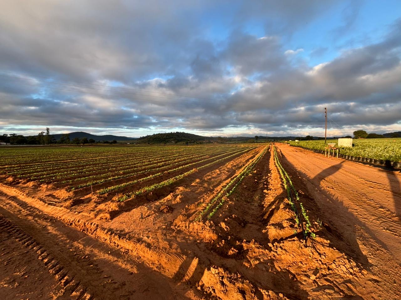 Freshly prepared planting rows in red Zimbabwean soil